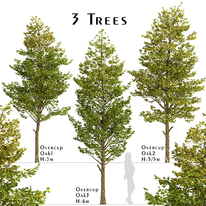 Set of Overcup Oak Trees (3 Trees) 3D model image 1