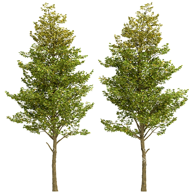 Set of Overcup Oak Trees (3 Trees) 3D model image 2
