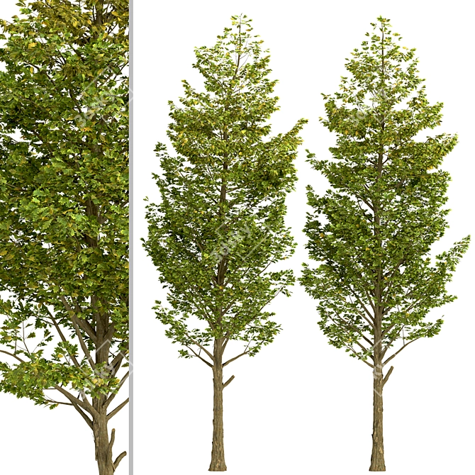 Set of Overcup Oak Trees (3 Trees) 3D model image 3