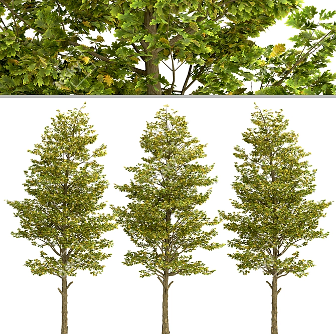 Set of Overcup Oak Trees (3 Trees) 3D model image 4