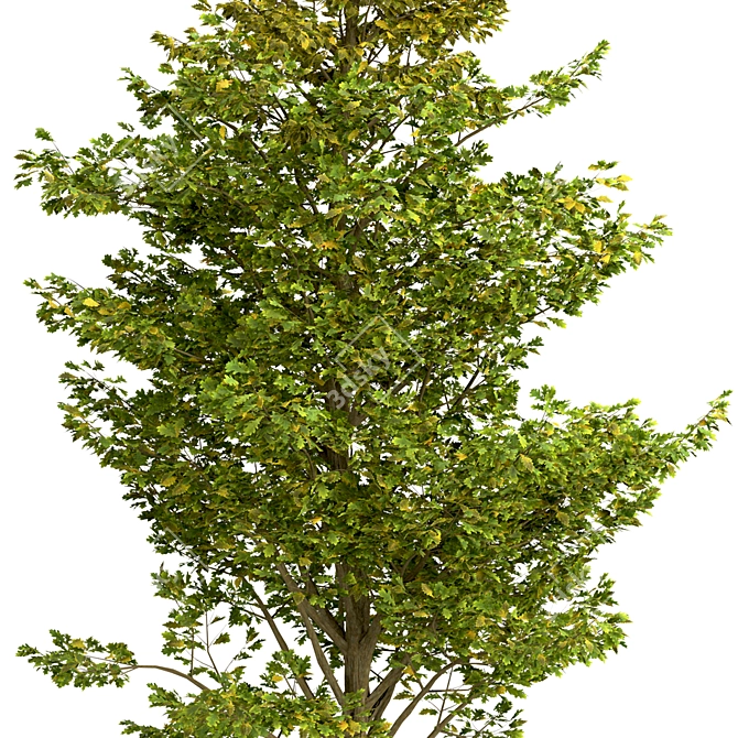 Set of Overcup Oak Trees (3 Trees) 3D model image 5