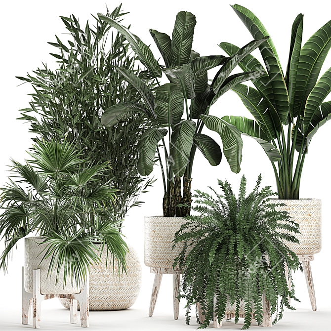 Exotic Plant Collection 791 3D model image 1