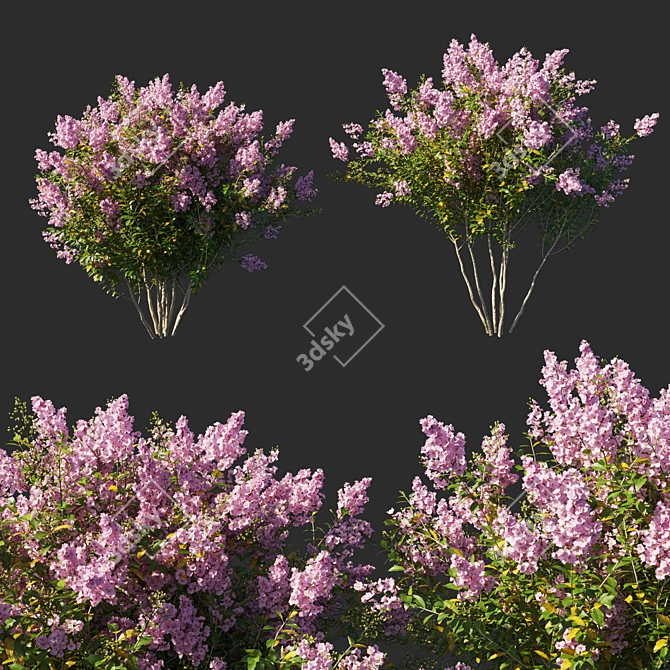 Exquisite Myrtle Lagerstroemia Indica 3D model image 1