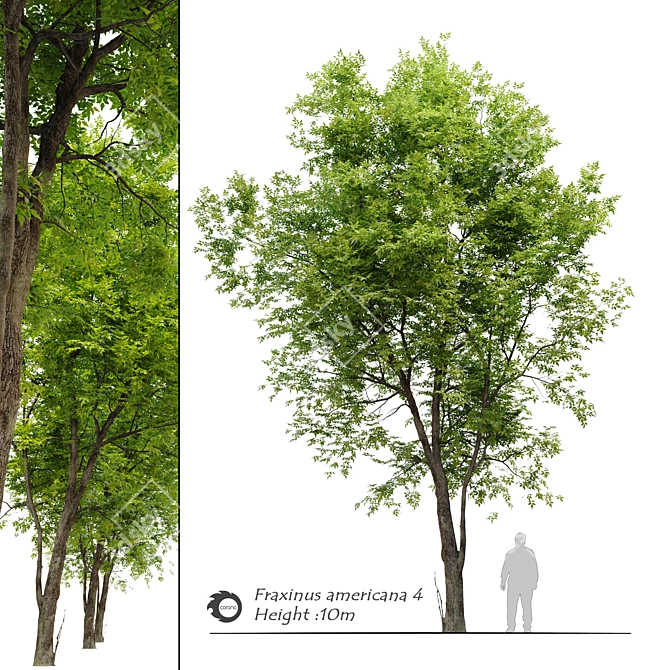  Fraxinus Americana White Ash 3D model image 1