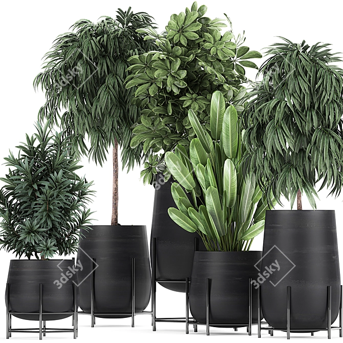 Tropical Plant Collection in Black Pots 3D model image 1