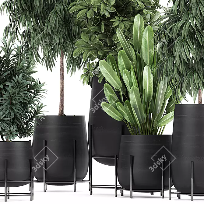 Tropical Plant Collection in Black Pots 3D model image 2