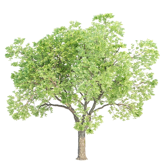 3dsmax2013 Corona Persimmon Trees 3D model image 2