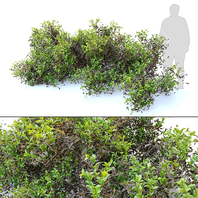 Lush and Durable Foliage Bush 3D model image 1