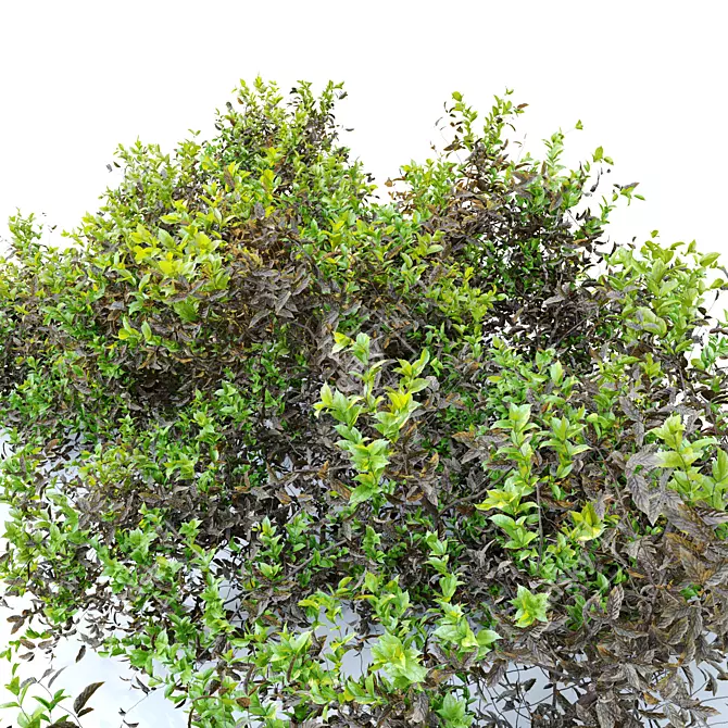 Lush and Durable Foliage Bush 3D model image 2