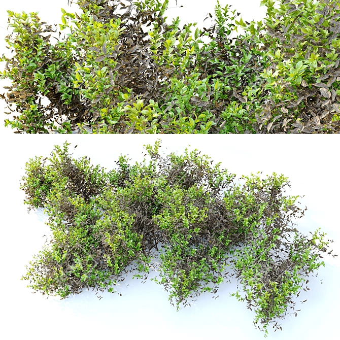 Lush and Durable Foliage Bush 3D model image 3