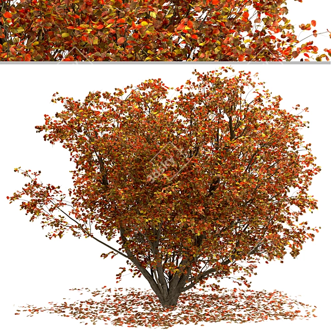 Chinese Tallow Tree Set: Spectacular Fall Colors 3D model image 5