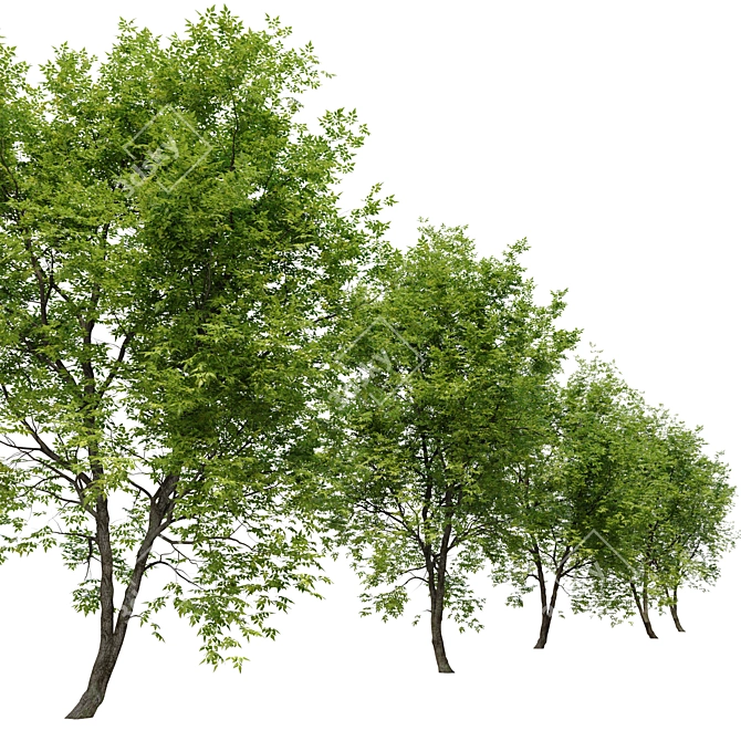 Fraxinus americana: White Ash Tree 3D model image 3
