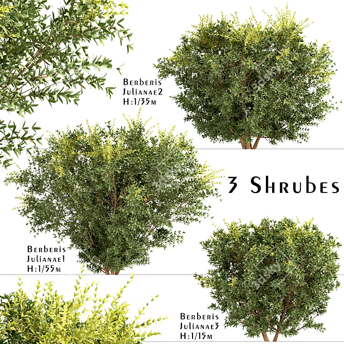 Wintergreen Barberry Trio: Beautiful Berberis julianae Shrubs 3D model image 2