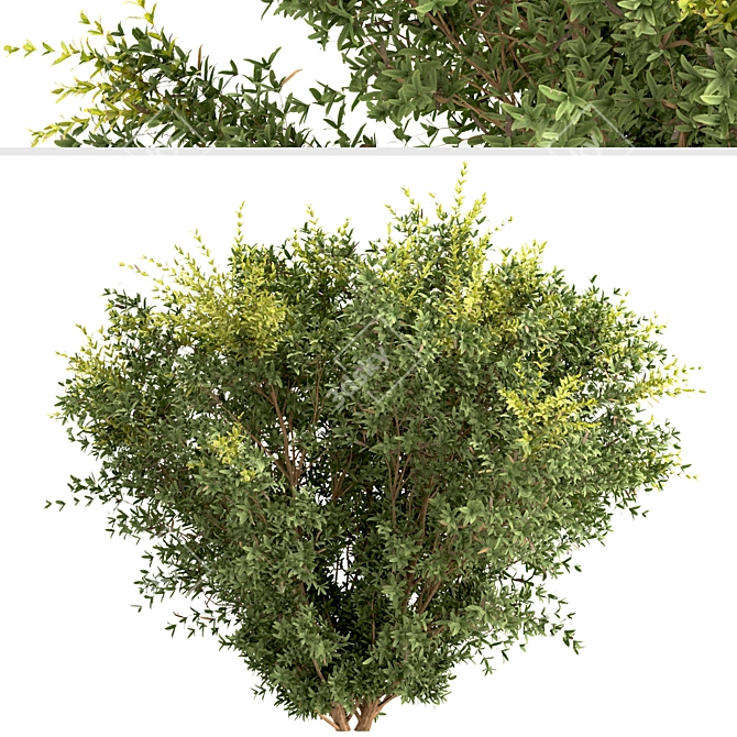 Wintergreen Barberry Trio: Beautiful Berberis julianae Shrubs 3D model image 7