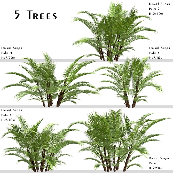 Dwarf Sugar Palm Set: Tropical Paradise (2 Trees) 3D model image 1