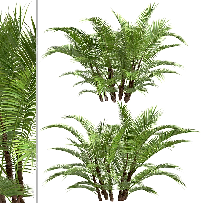 Dwarf Sugar Palm Set: Tropical Paradise (2 Trees) 3D model image 3