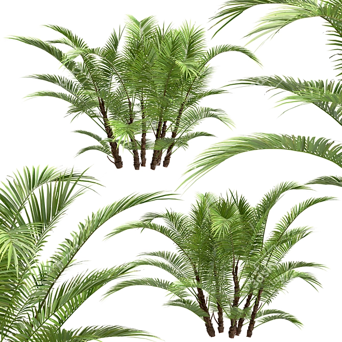 Dwarf Sugar Palm Set: Tropical Paradise (2 Trees) 3D model image 4