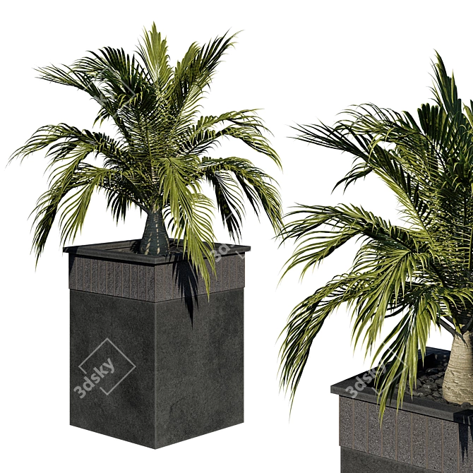 Tropical Garden Set: Palm Trees 3D model image 4