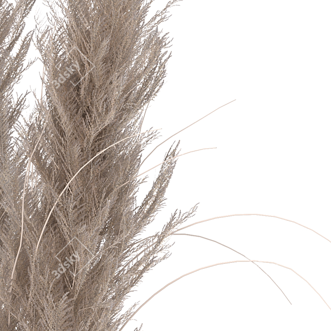 Elegant Dried Pampas Set 3D model image 9