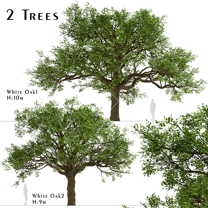  Majestic White Oak Trees (2 Pack) 3D model image 1
