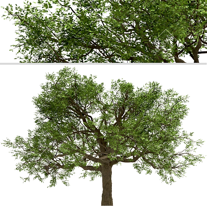  Majestic White Oak Trees (2 Pack) 3D model image 3