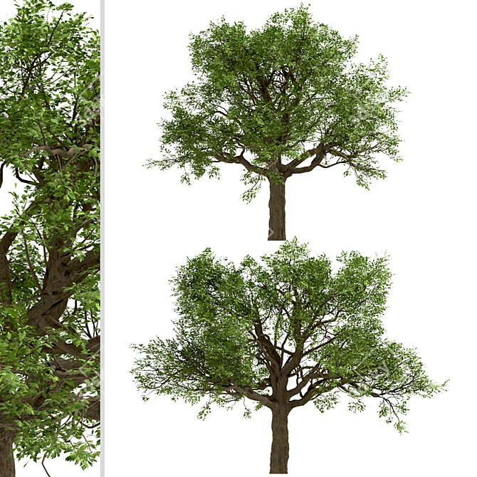  Majestic White Oak Trees (2 Pack) 3D model image 4
