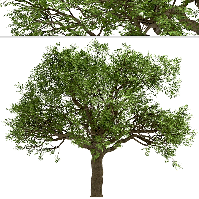  Majestic White Oak Trees (2 Pack) 3D model image 5