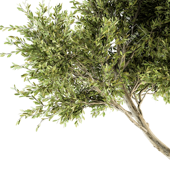 Maple Green Tree Set 29 3D model image 4