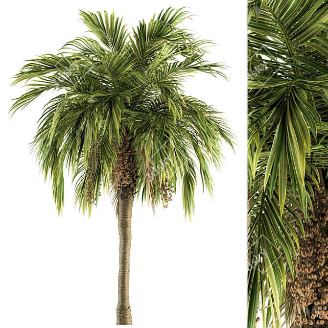 Green Palm Tree - Set 34 3D model image 1