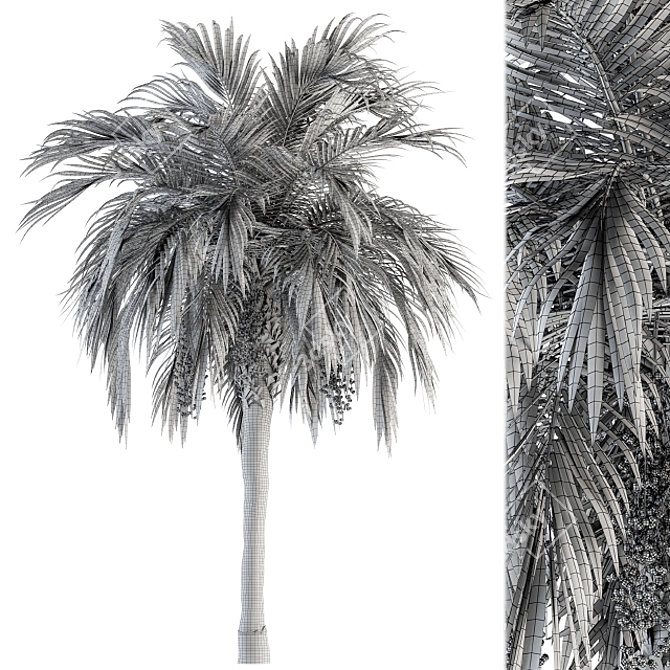 Green Palm Tree - Set 34 3D model image 4