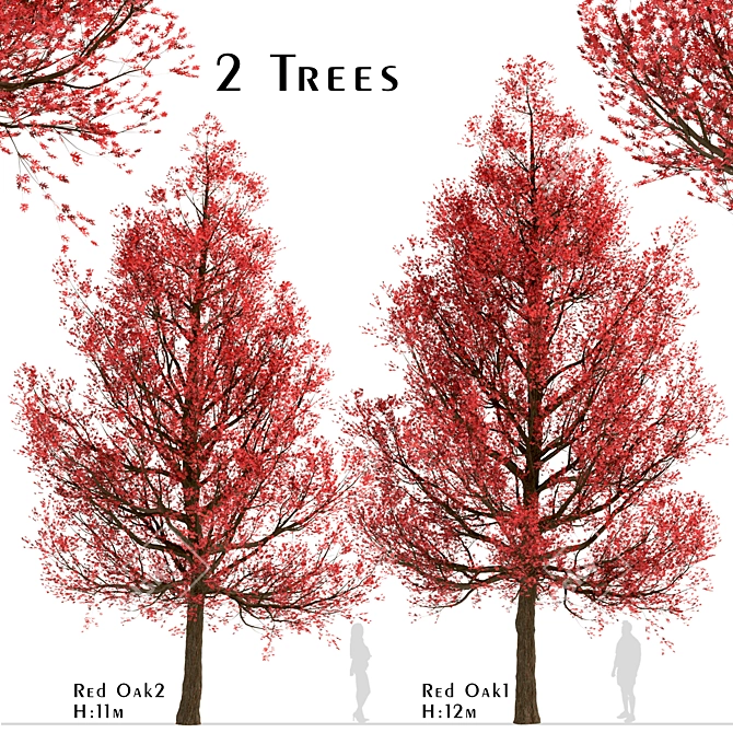 Premium Red Oak Tree Set (2 Trees) 3D model image 3