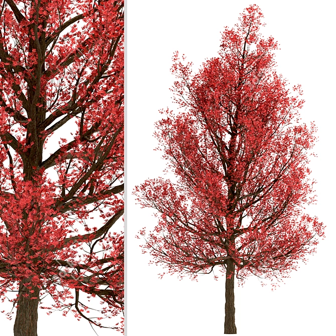 Premium Red Oak Tree Set (2 Trees) 3D model image 4