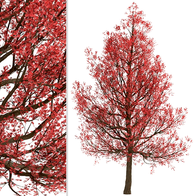 Premium Red Oak Tree Set (2 Trees) 3D model image 7