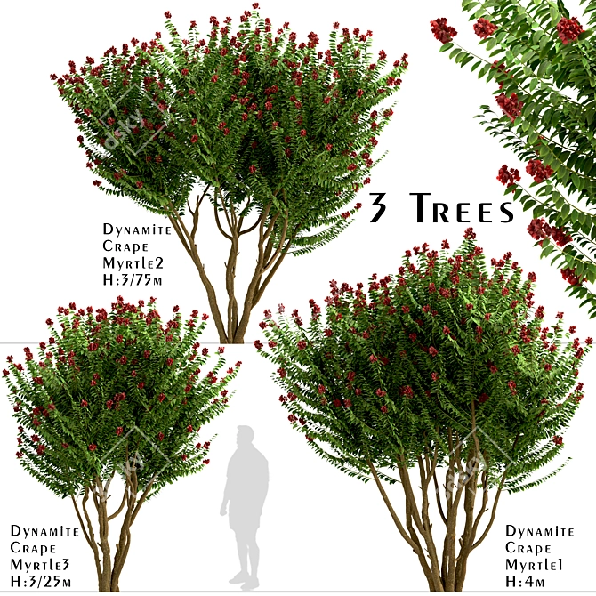 Dynamite Crepe Myrtle Trio: Burst of Color 3D model image 1