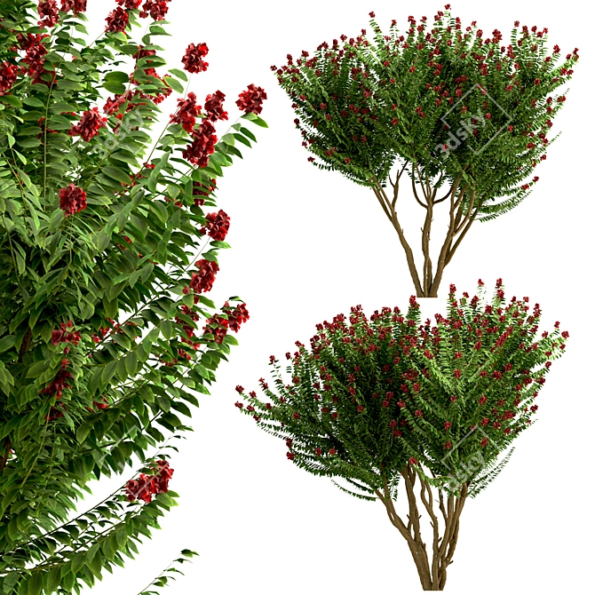 Dynamite Crepe Myrtle Trio: Burst of Color 3D model image 3