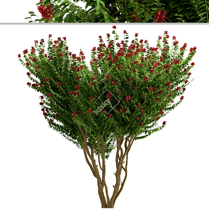 Dynamite Crepe Myrtle Trio: Burst of Color 3D model image 4