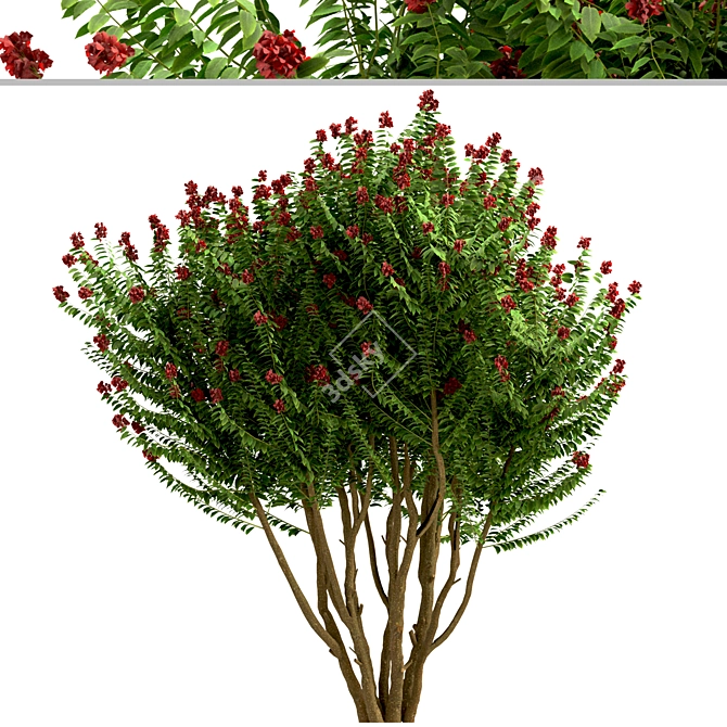 Dynamite Crepe Myrtle Trio: Burst of Color 3D model image 5