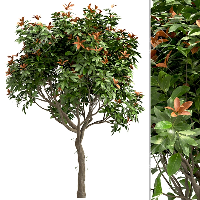Southern Magnolia: Set of 4 Little Gem Trees 3D model image 3