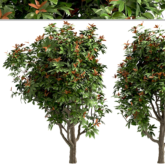 Southern Magnolia: Set of 4 Little Gem Trees 3D model image 4