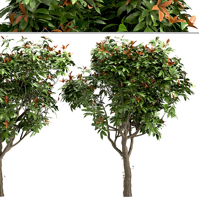 Southern Magnolia: Set of 4 Little Gem Trees 3D model image 5