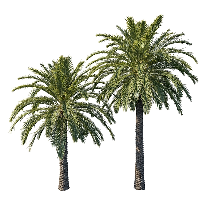 Elegant Phoenix Palm Tree 3D model image 1