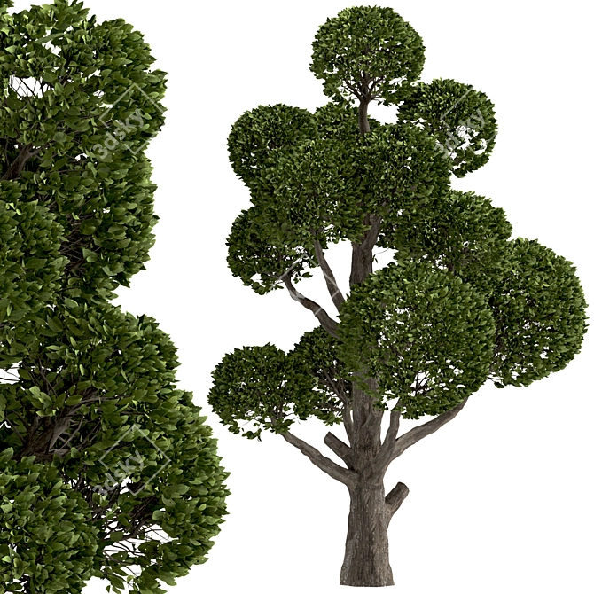 Round Shaped Bonsai Trees Duo (2 Trees) 3D model image 2