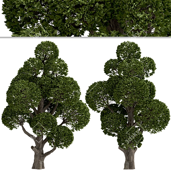 Round Shaped Bonsai Trees Duo (2 Trees) 3D model image 3