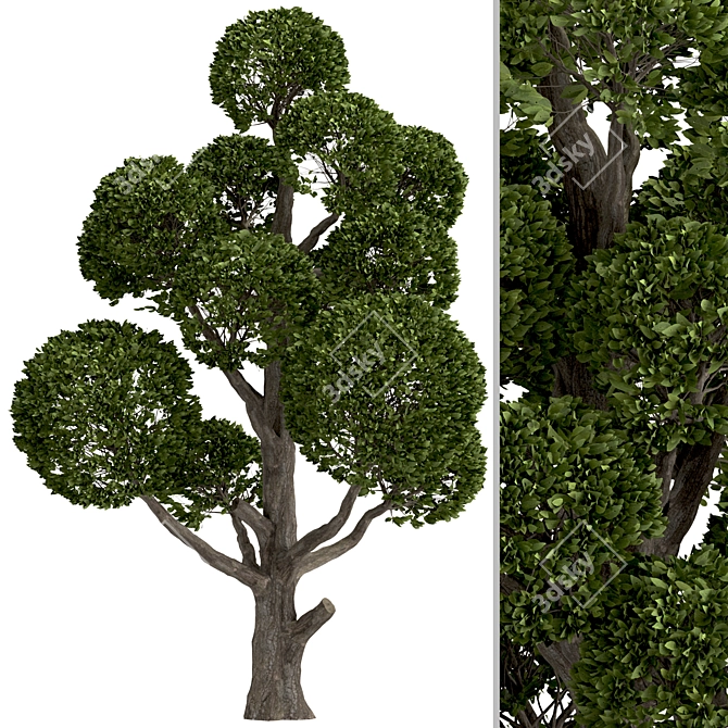 Round Shaped Bonsai Trees Duo (2 Trees) 3D model image 4