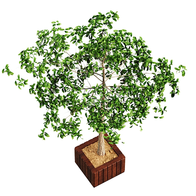 Indoor Greenery: Decorative Bushes 3D model image 2