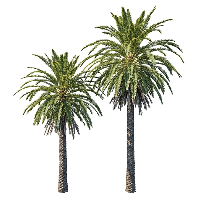 2013 Phoenix Palm Tree Model 3D model image 1