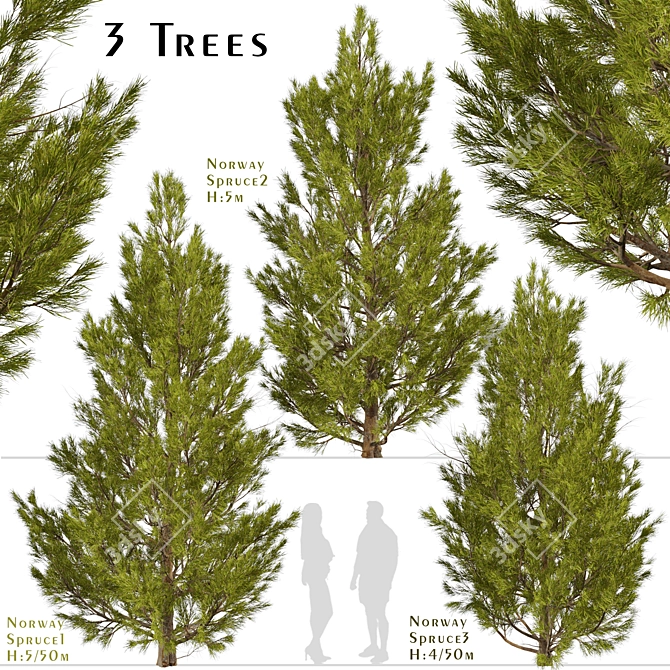 3-Piece Set of Picea Abies Trees 3D model image 2