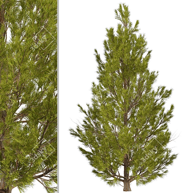 3-Piece Set of Picea Abies Trees 3D model image 3