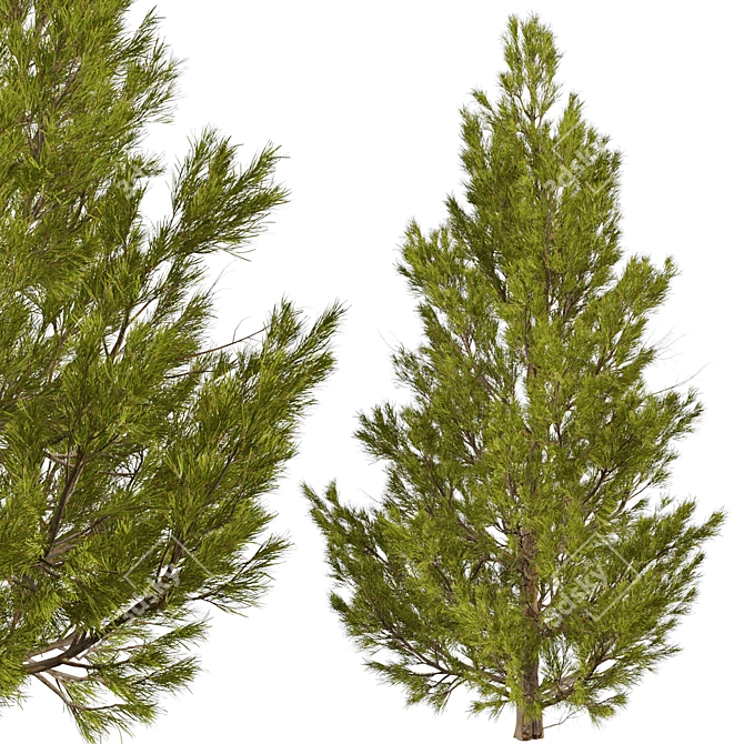 3-Piece Set of Picea Abies Trees 3D model image 6