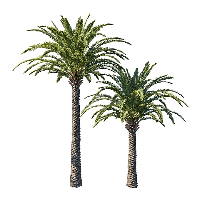 Elegant Phoenix Palm Tree 03 3D model image 1